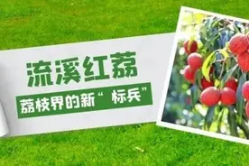 无核荔枝压轴登场！按颗计价的从化流溪红荔，为何值得期待？图片