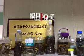 盛夏时节人蛇易狭路相逢，这家医院恰好有位“蛇伤圣手”图片