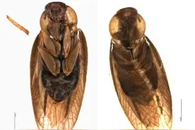 头皮发麻！我国海关截获国内从未见分布蟑螂图片