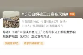 长江白鲟灭绝！下一个会不会是中华鲟图片