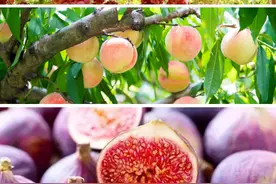 走，一起去崇明这里吃水果！图片