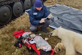 俄罗斯克拉斯诺亚尔斯克救援人员救助北极熊 细心护理进行放生图片