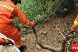 “贪吃蛇”为啥频频进村吃鸡吞羊？原因有这些图片