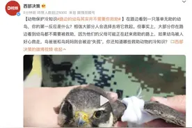 路边的幼鸟其实并不需要你救助图片