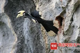 认识一半就是行家！广西明星鸟“写真”大放送图片