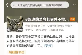 路边的幼鸟不需要救助！动物园园长强烈呼吁：爱心没用对，可能让鸟一家“骨肉分离”图片