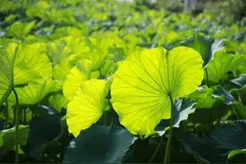 好看更好吃！快来认识一下这个“夏日至宝”→图片