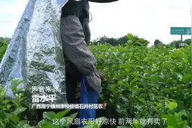 广西花农巧战高温 背着风扇去摘茉莉花图片