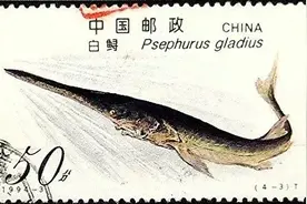 与恐龙同时代的长江白鲟为何被官宣灭绝？专家曾试图抢救，下一个消失的是什么图片