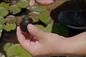 警惕！繁殖能力强，看到它可随手清理图片