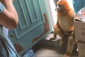 国宝金丝猴下山到陕西一村庄“化缘”林业部门建议不要投喂图片