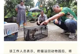 重庆大爷误捉二级保护动物豹猫图片