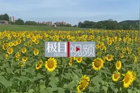 武汉一花海十亩向日葵绽放，盛花期持续至10月图片