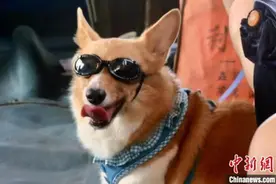 家犬摇尾有何运动特征？最新研究显示对人越熟悉越偏右图片
