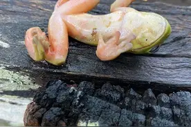 冬日户外暴毙，澳大利亚青蛙“集体神秘死亡”科学家：去年也发生过，原因不明图片