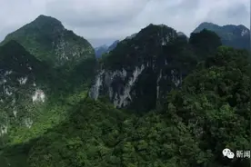 罕见！一级保护动物冠斑犀鸟在广西连续四年自然繁殖八只幼鸟图片