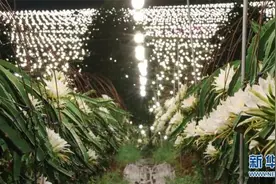 惊艳！南宁这种花在“星光”中绽放图片