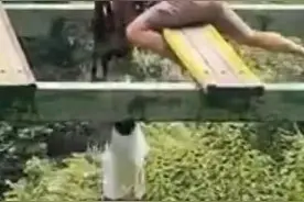 一日两起景区游客坠桥事故：“步步惊心”背后的网红旅游项目图片