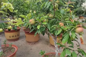 乡村振兴｜通许：种植盆栽苹果树 探索致富新门路图片