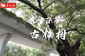 大树底下听古仔⑫丨界树屹立四百年 当年跨过它 就算到了家图片