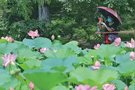 “荷”你共消夏 沈城赏荷地图请收好图片
