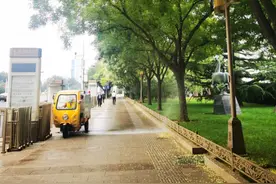 京城“槐花雨”下个不停，今年国槐为何开得这样盛？图片