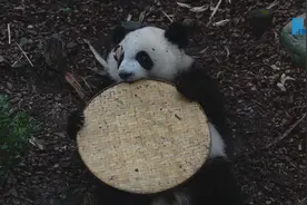 熊猫社区｜熊猫宝宝皮起来就没“两脚兽”啥事了图片