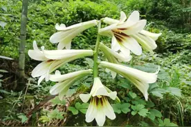 太美了！清凉峰上“百合王子”迎来花期图片
