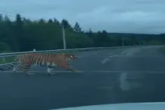 男子驾车偶遇东北虎，一个很兴奋一个很生气图片
