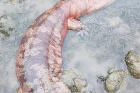 成都一巨型野生娃娃鱼河边搁浅 热心市民、多部门接力救助图片