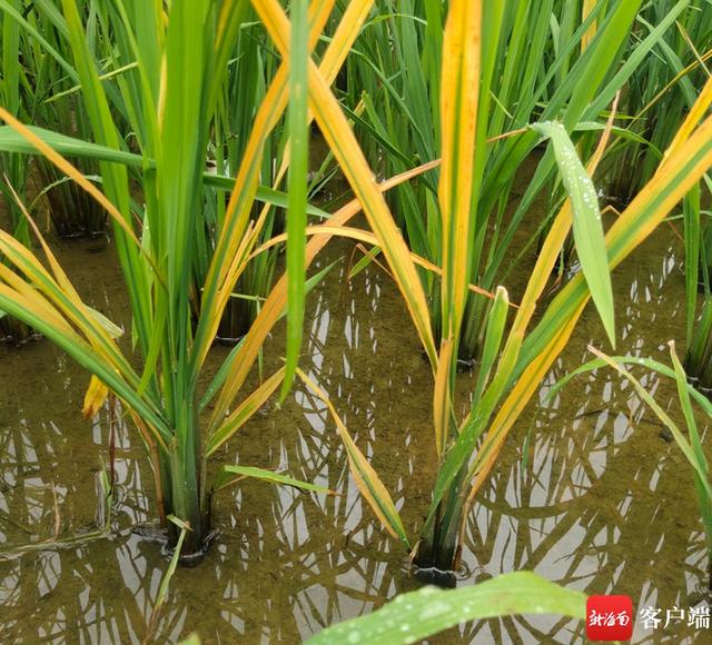 水稻秧苗莫名变黄枯死愁坏三亚农户 农技专家田间把脉支招