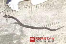 南宁3个小区几天内抓了20多条蛇图片