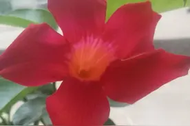 夏日午后感怀随笔图片