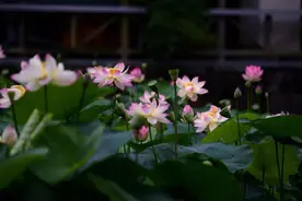 中伏·养生祛病正当时 三伏里最热的日子来了｜我们的节日·口述民俗图片