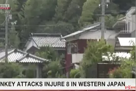 日本野猴“连环作案”致42人受伤 当地官员：仍未抓到泼猴，短期内这么多攻击很罕见图片