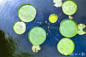 叶大如盘 花开三天！武汉植物园“水上花王”惊艳绽放图片