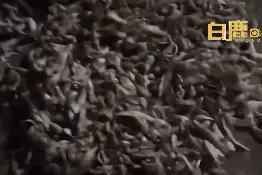 青岛小猫坐拥几十斤专晒小鱼干！网友：大户喵家图片