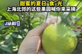 甜蜜的夏日“食”光 上海北郊的这些果园喊你来采摘图片