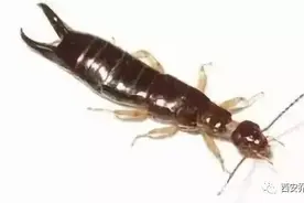 蠼螋来袭，怎么破？图片