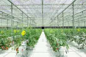 丢掉的番茄味，是怎样找回来的？图片