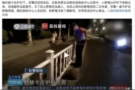 说来你不信，为了待在城里，野猪也会在运动上内卷……图片