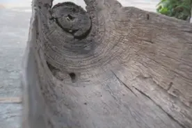 变色独木舟竟是千年龙舟？图片