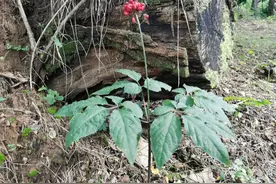 东北人参“安家”青州仰天山：没有水土不服，成功繁殖下一代图片