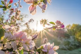 书香飘万家，大家读莫愁 | 你是人间四月天图片