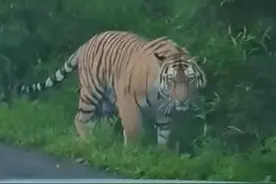 吉林一男子偶遇东北虎被吓成“碎嘴”，网友：传说中的拦路虎图片