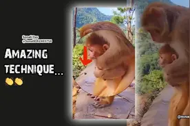 猴子会用“海姆立克急救法”？印度官员发视频惊呆众人图片