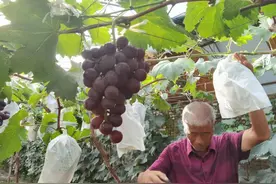 葡萄形似“乒乓球”！通州宋庄这家农场葡萄大又甜，自酿葡萄酒曾获国际金奖图片