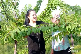 东平县返乡创业女青年潘婷：脱下西装换农装 敢把荒山变青山图片