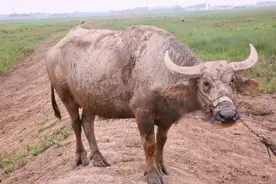 这种动物曾濒临绝种，上海现有600多头！炎夏，到崇明滩涂看水牛图片