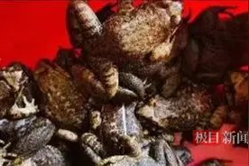 湖北通山查获首起非法狩猎“三有动物”案图片